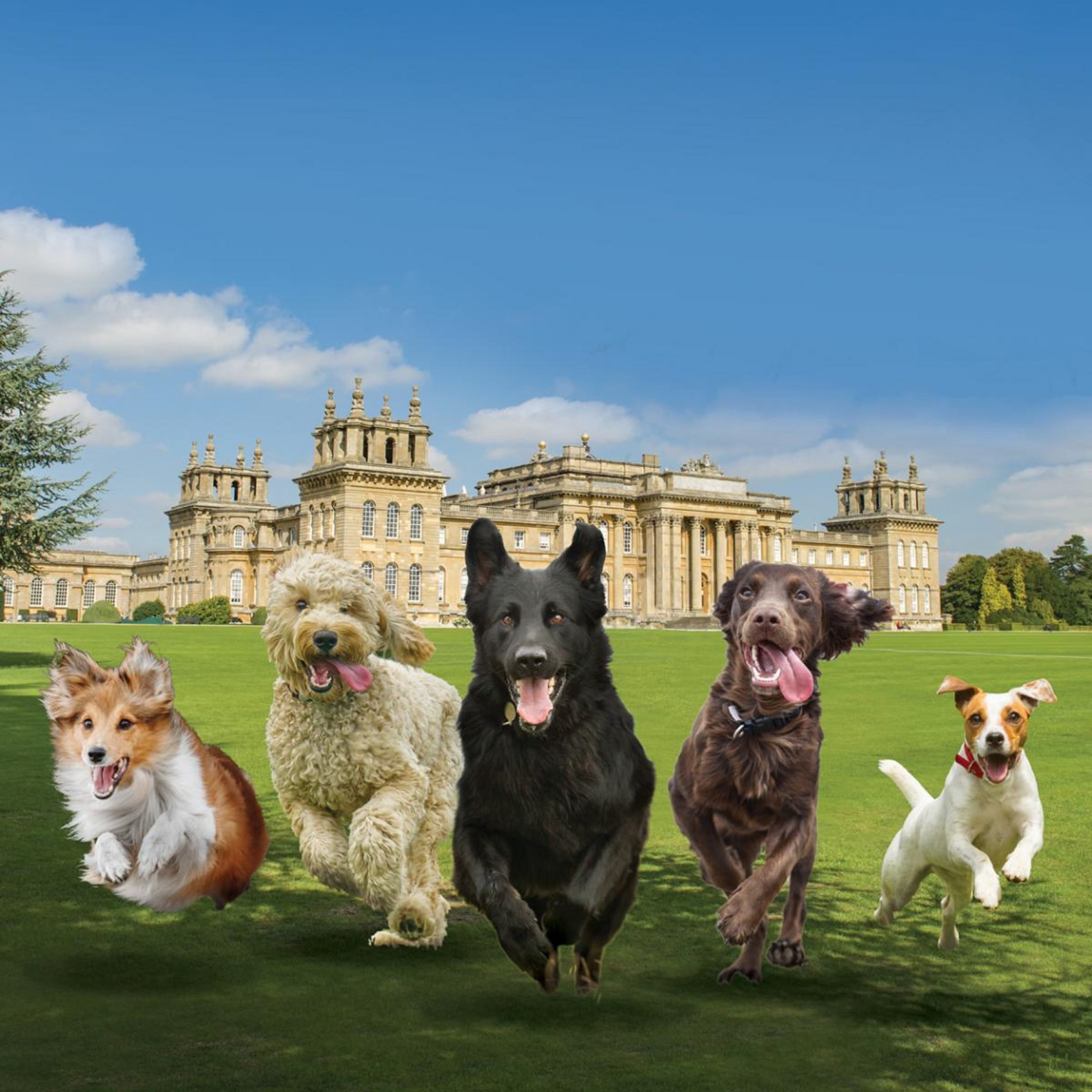 All About Dogs to bring show to Blenheim Palace
