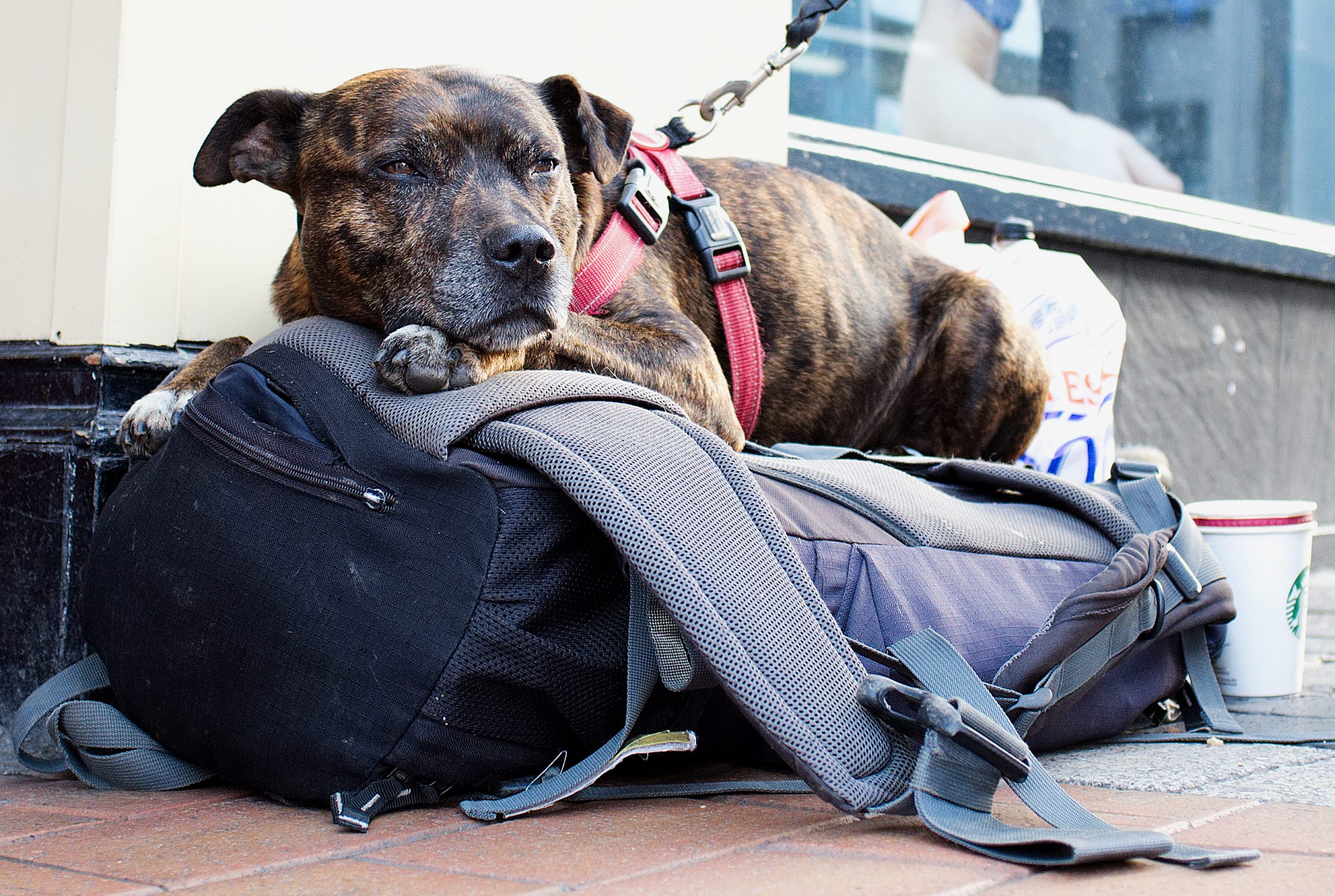 Burns set to feed hundreds of homeless dogs in 2021