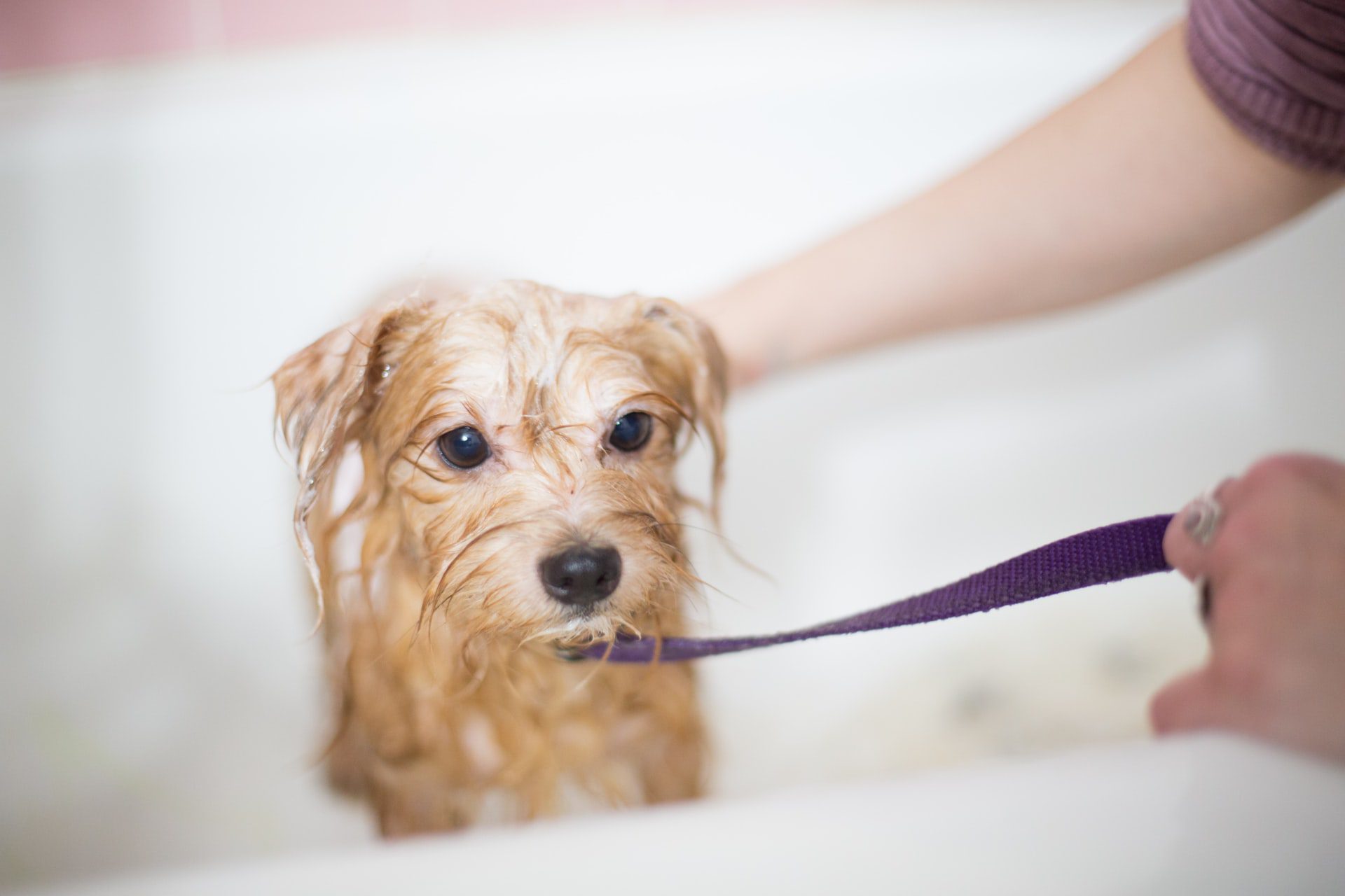 PIF clarifies pet grooming advice