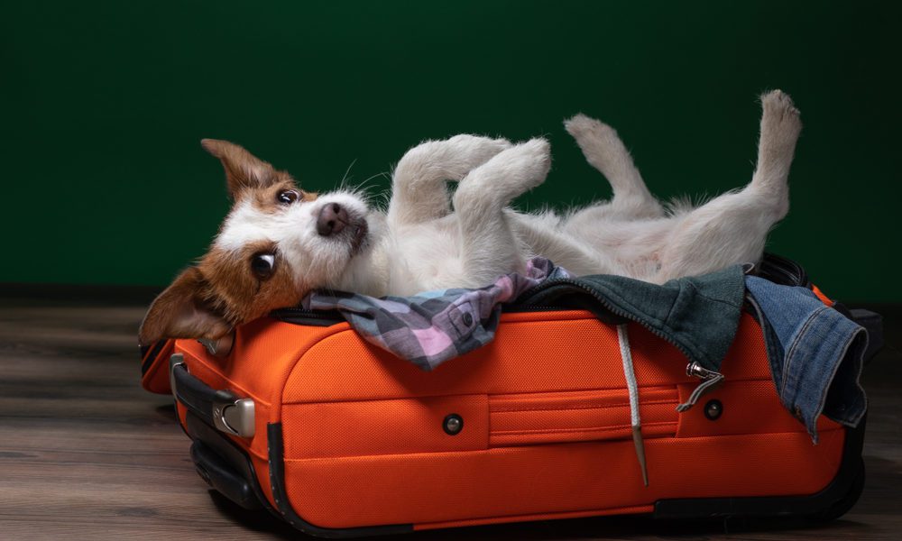 Bruce’s Doggy Daycare to open new Radlett site