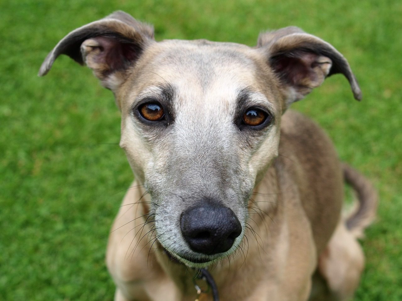 Petplan donates £1,000 to Barley Greyhound Sanctuary