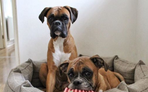 Laughing Dog wins Feefo Platinum Award third year running