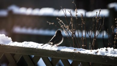 RSPB issues advice for bird care as temperatures fall