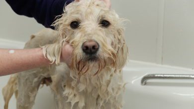 Training providers sought for grooming services