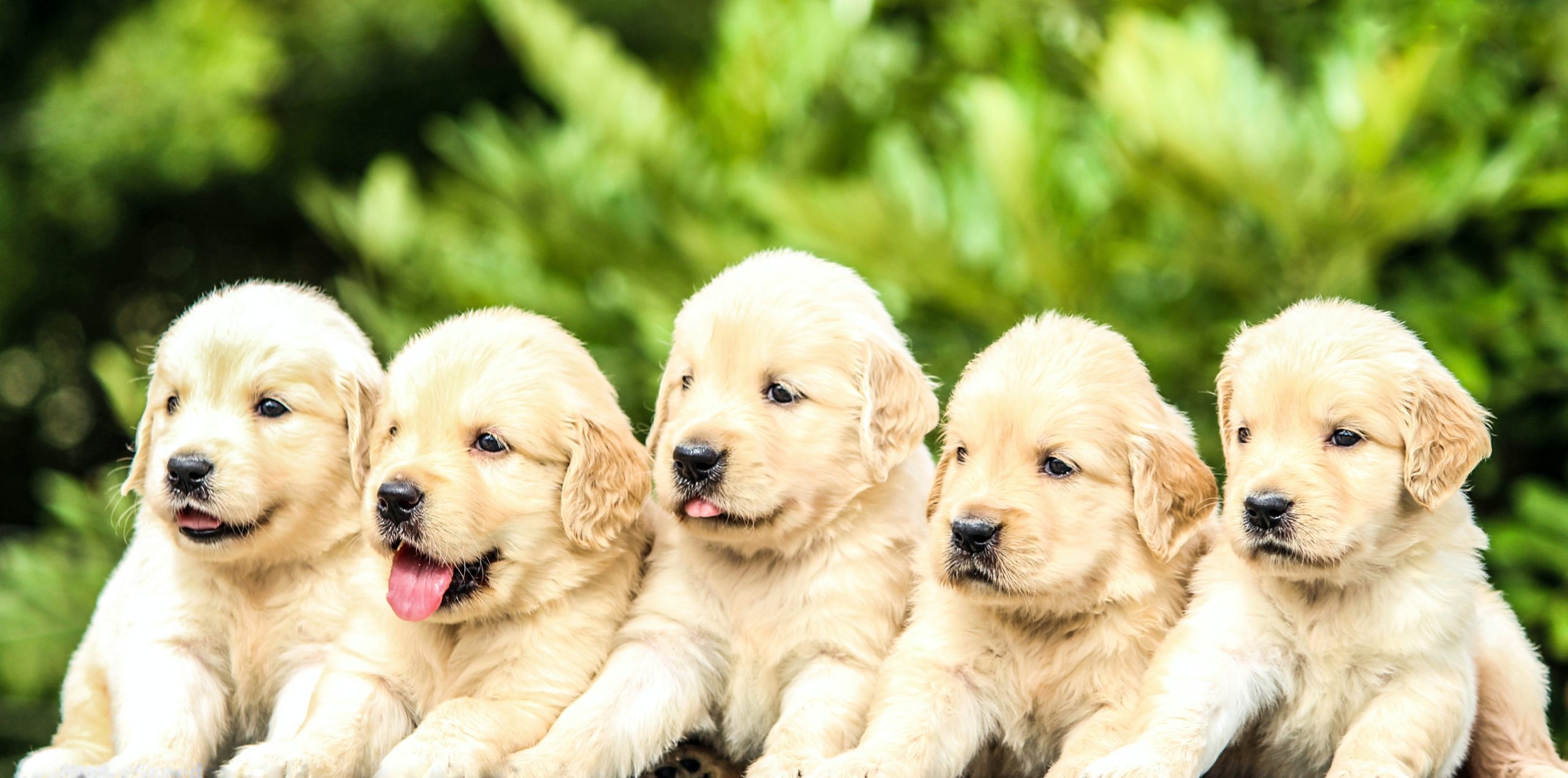 Harringtons launches online ‘Puppy Club’