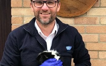 96% of guinea pig owners do not have pet insurance