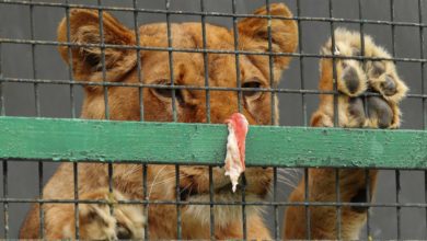 Exotic animals kept as pets on the rise, warns charity