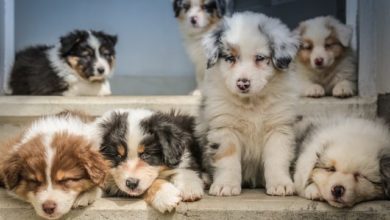 Import of puppies more than doubles amid lockdown