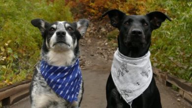 Kennel Club preps for phased return of events