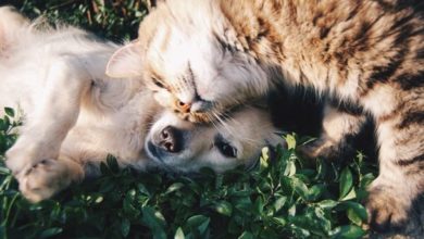 Pet insurers handled claims worth £2.2m a day in 2020