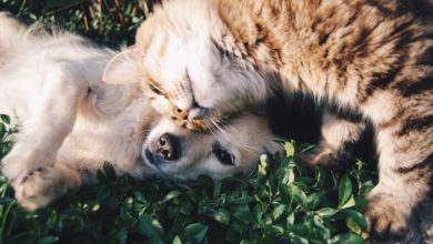 Pet Industry Federation 2021 Awards open for entries