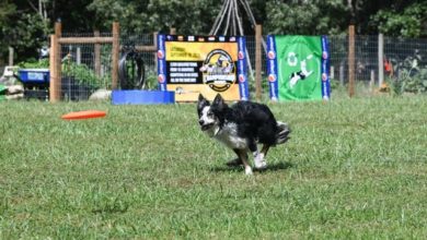 60% of pet competitors want events to resume as soon as possible