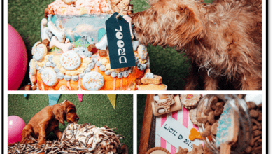 UK’s first foodhall for dogs set to launch
