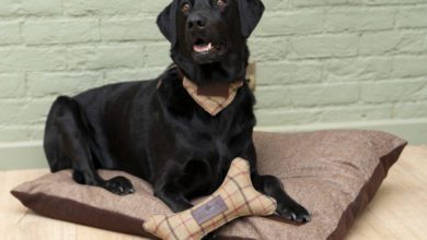 Sandringham Estate launches dog accessory range