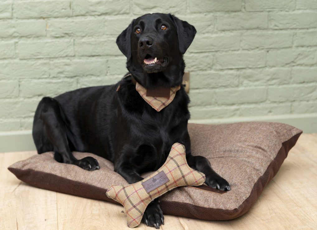 Sandringham Estate launches dog accessory range 