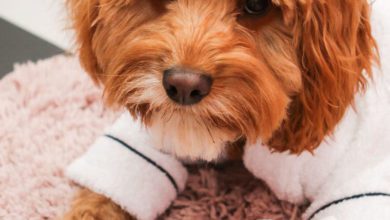 New dog grooming brand to launch in the UK