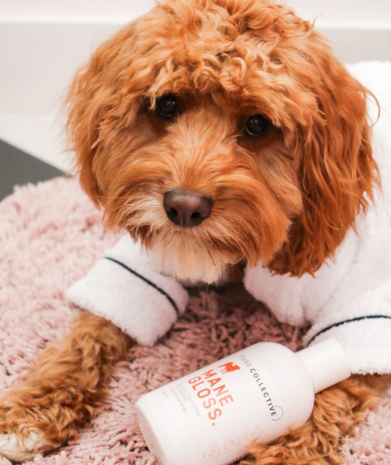 New dog grooming brand to launch in the UK