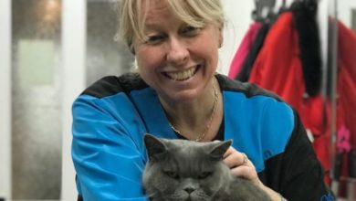 First cat grooming qualification portfolio launched in UK