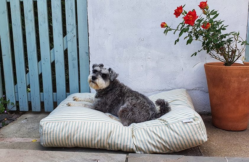 DogCo unveils latest collection