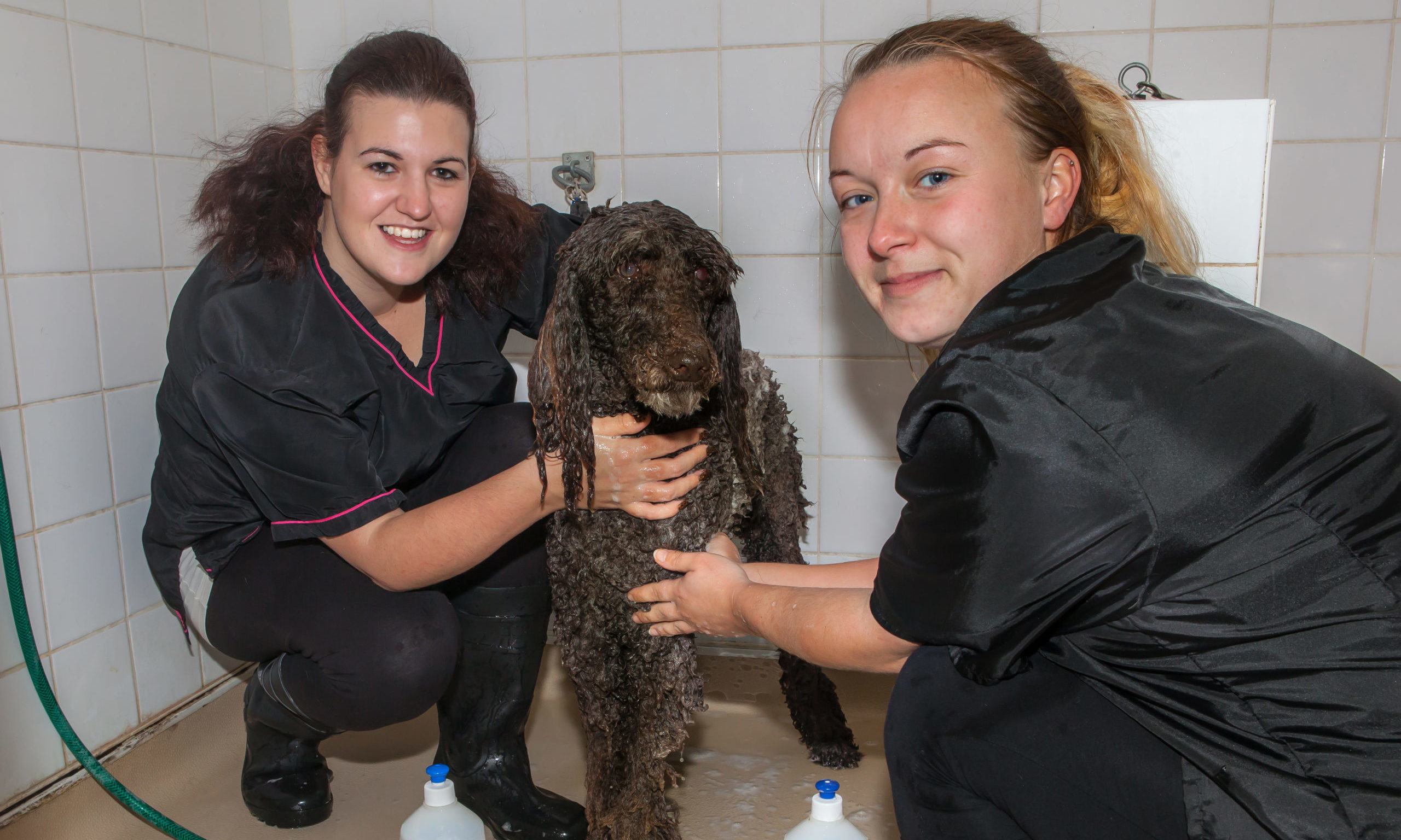 National Pet College unveils Level 2 Dog Groomer Apprenticeship