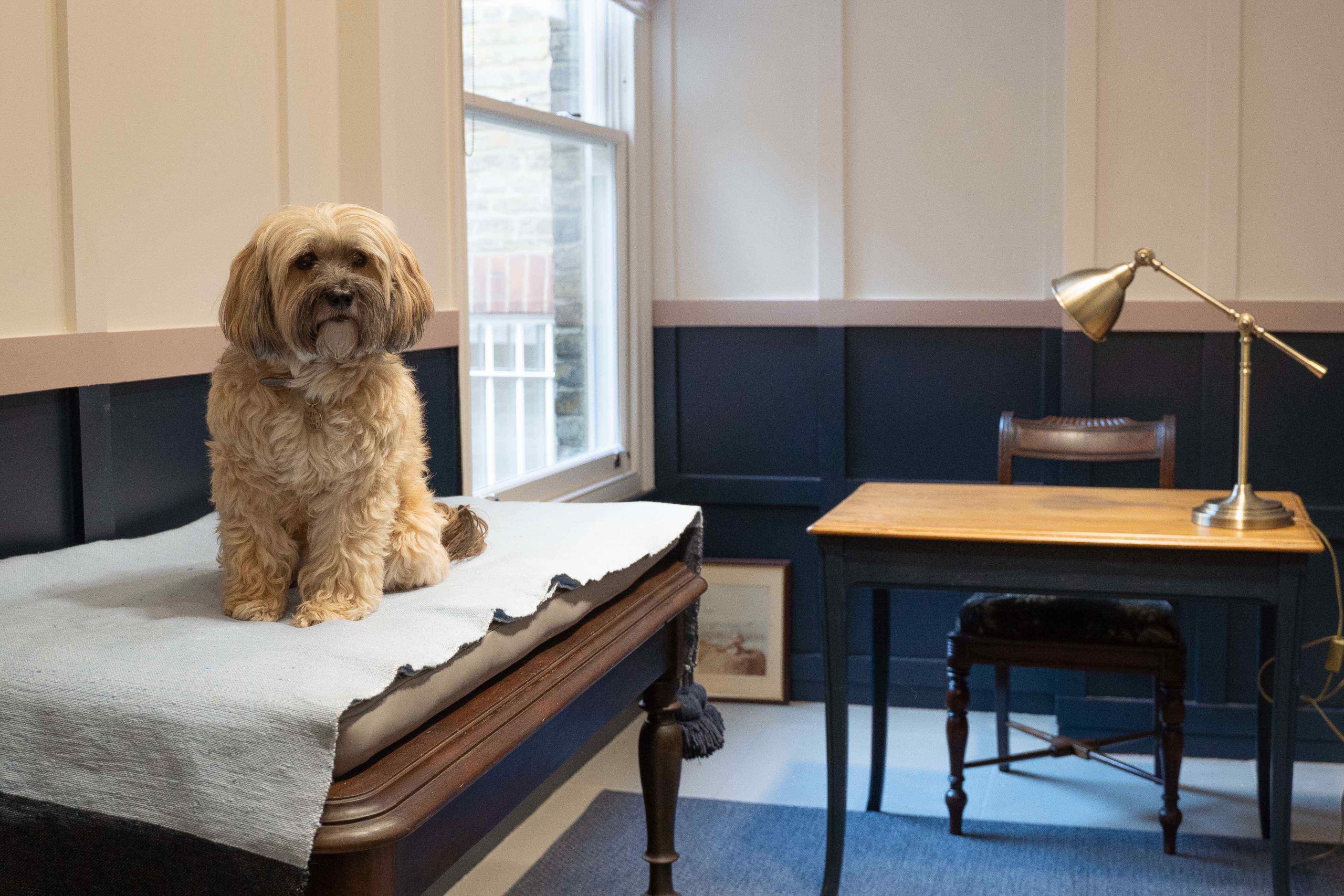 Luxury pet store opens on King’s Road Post