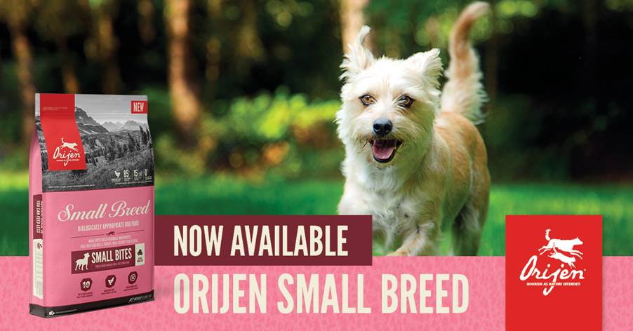 Nourishing Small Dogs