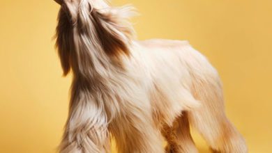 Pooch & Mutt launch new ‘Soft & Shiny’ dry food