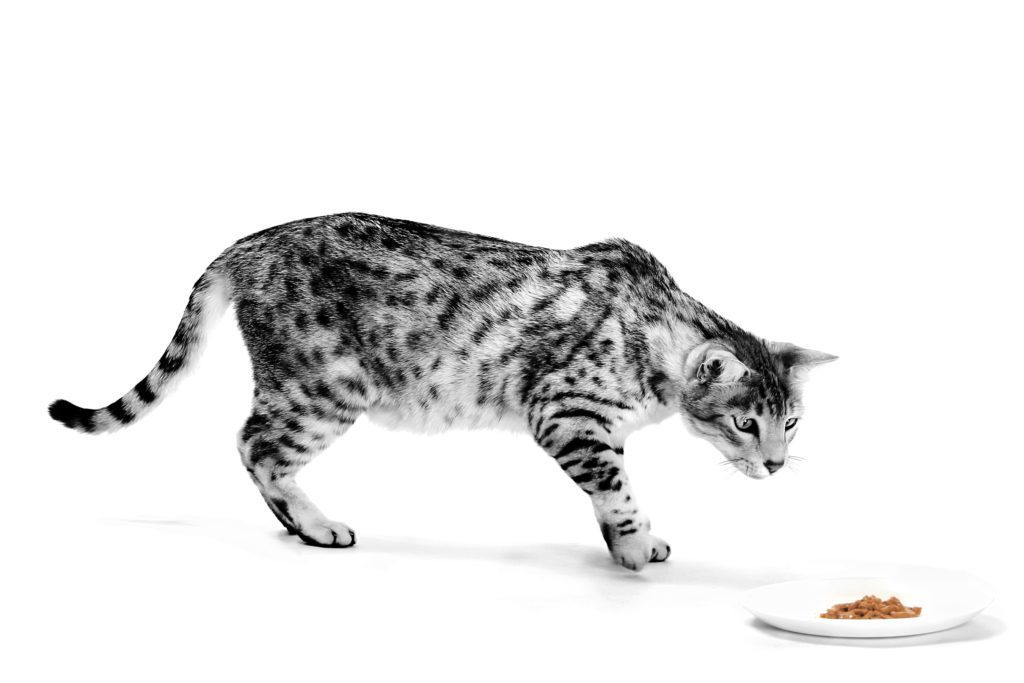 Excite their senses and ignite your sales