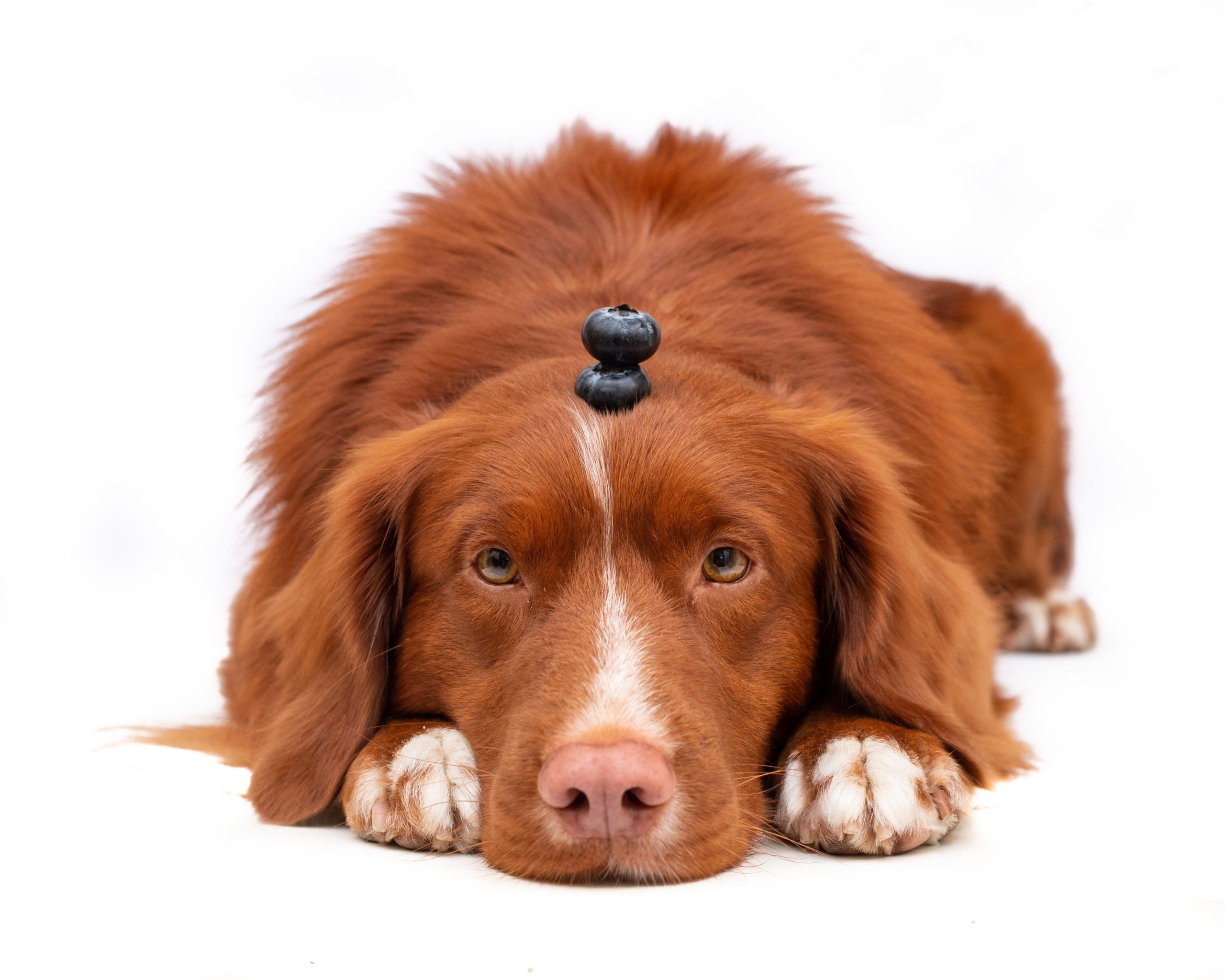 Hownd launches new porridge range for dogs Post