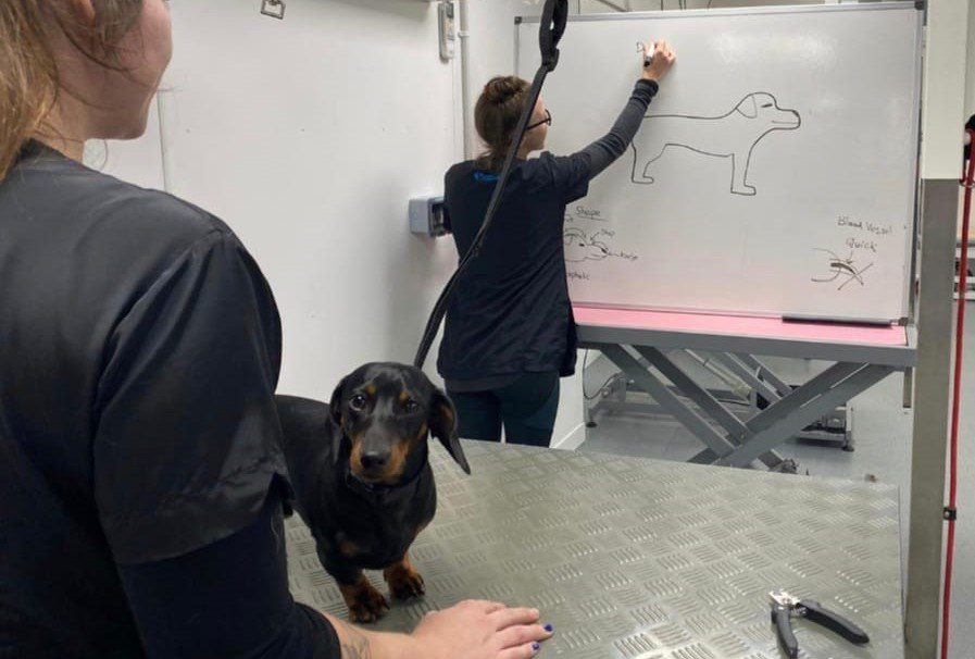 National Pet College launches new qualification