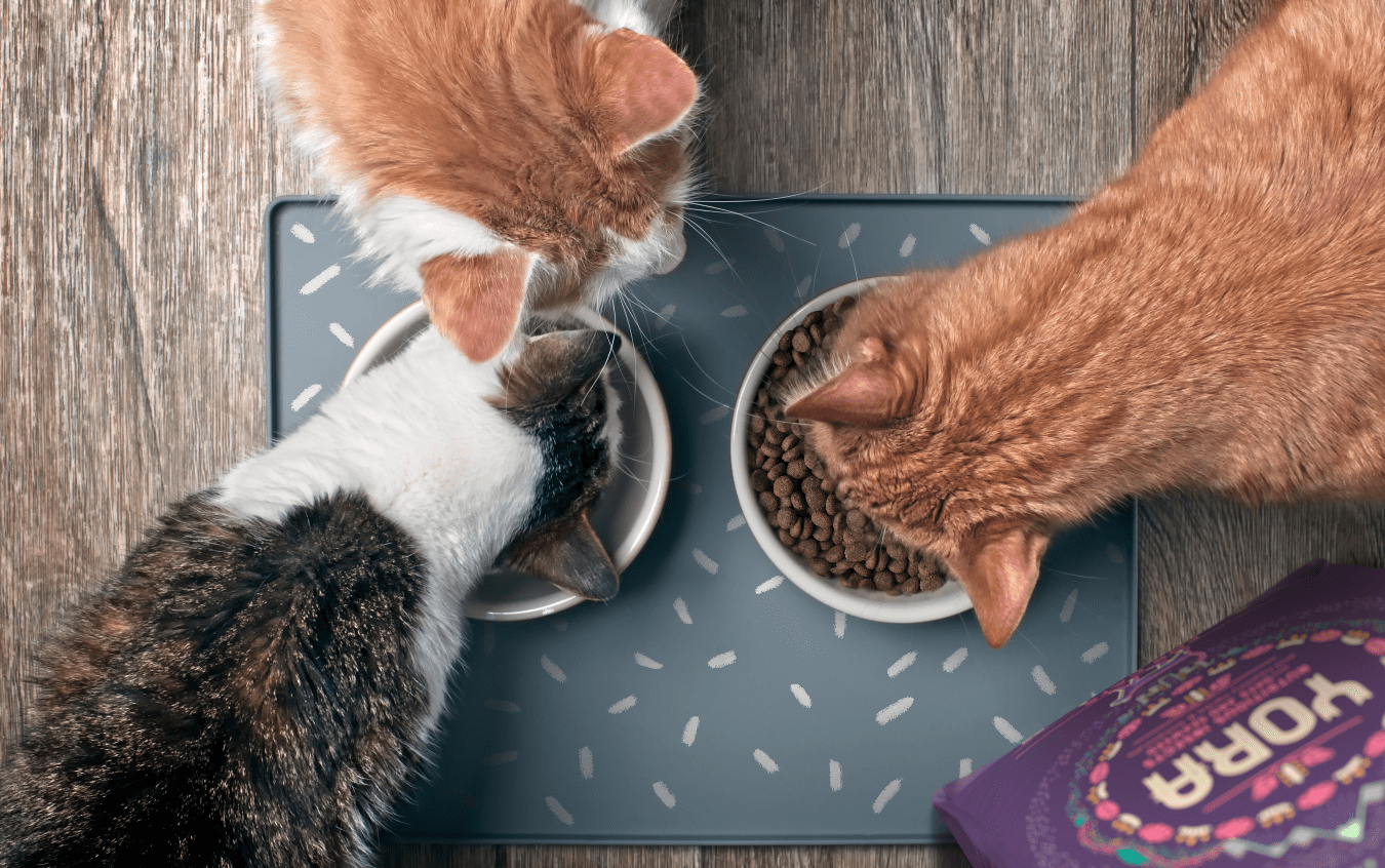 Yora launches first ever cat food