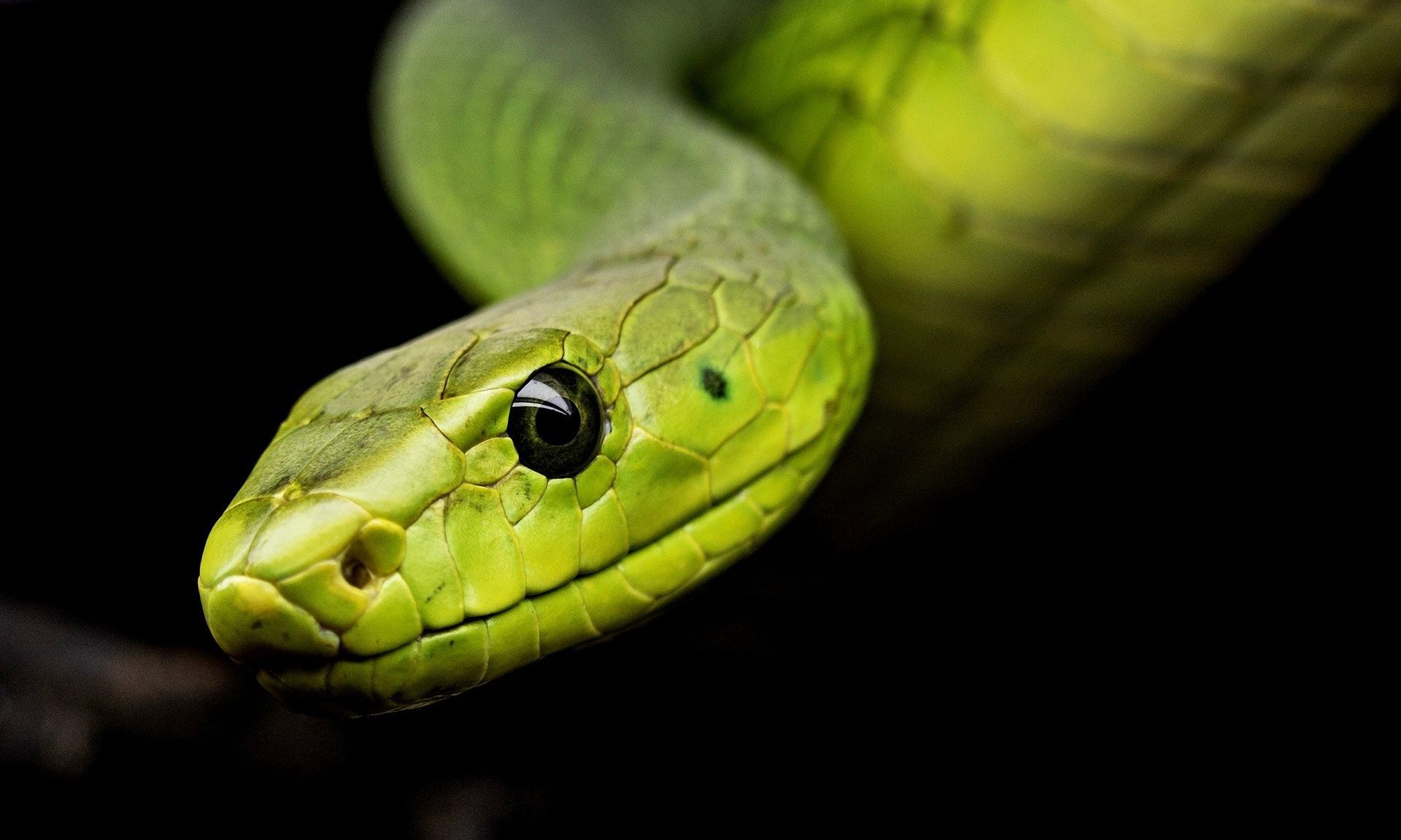 FSA issues caution to reptile owners over salmonella spike