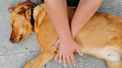 Firms urged to have animal first aiders, expert says