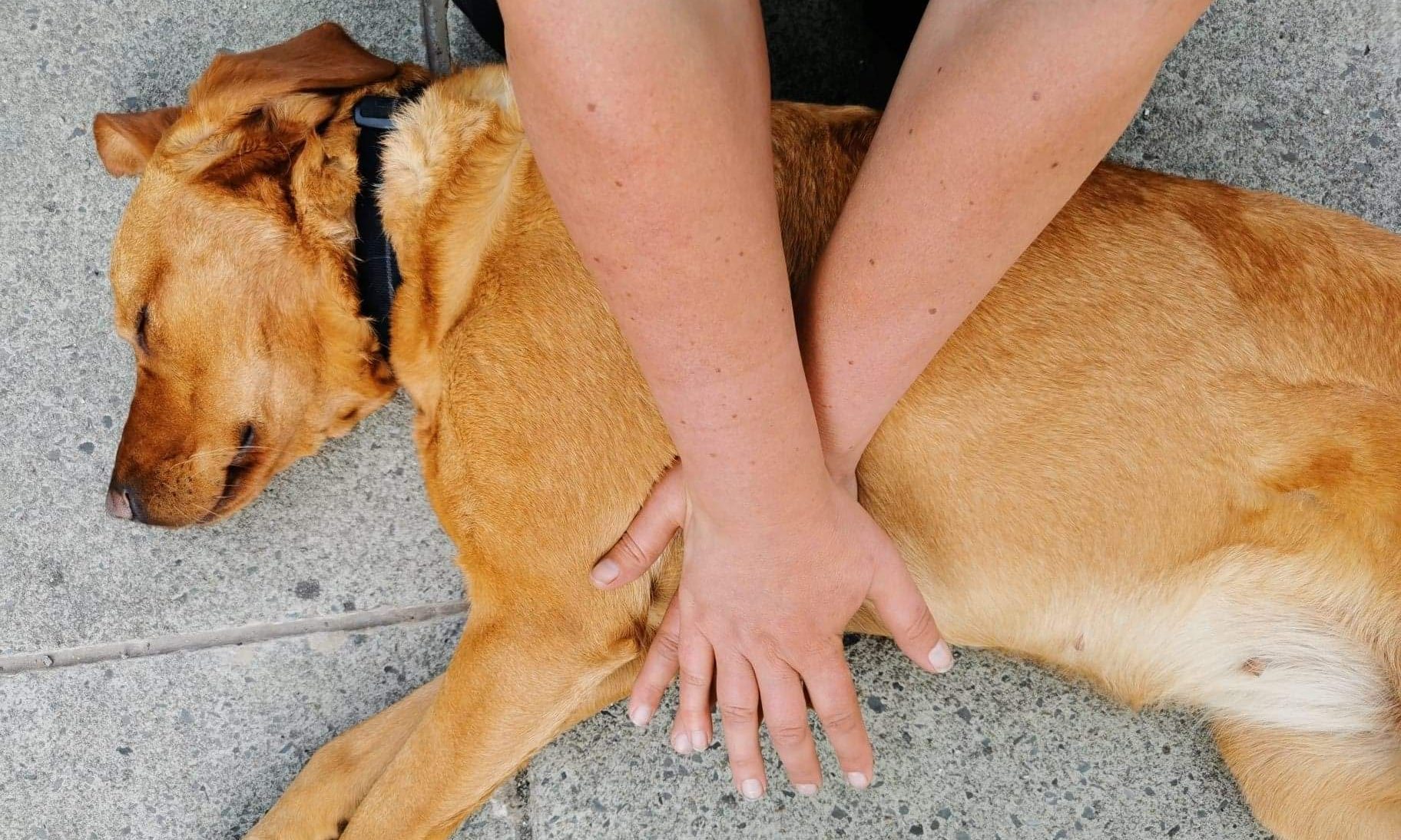 Firms urged to have animal first aiders, expert says