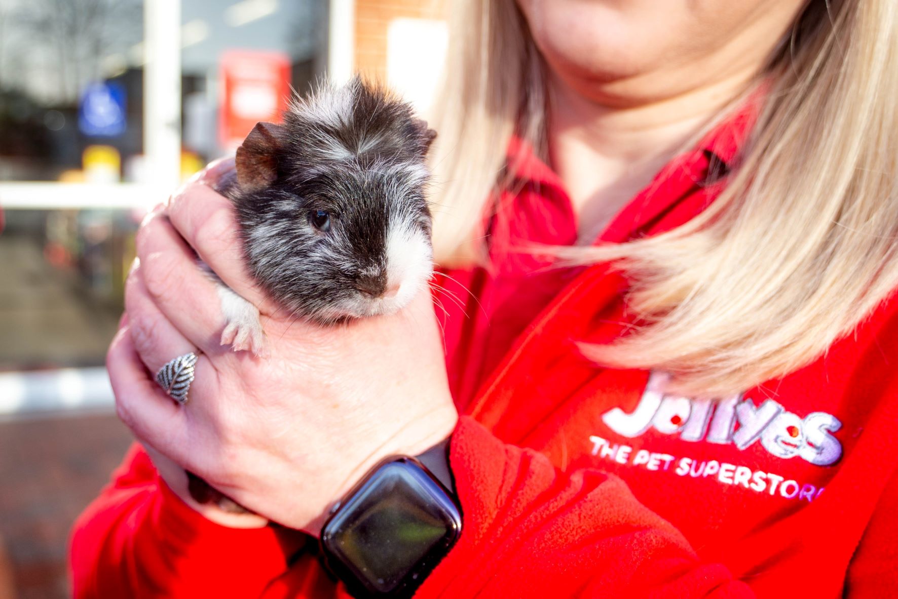 Jollyes to invest in Northern Ireland market