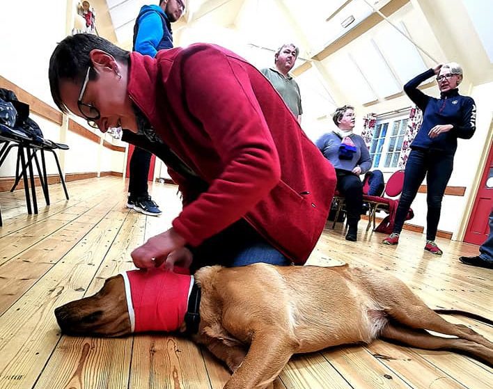 IPET Network calls for more canine first aiders