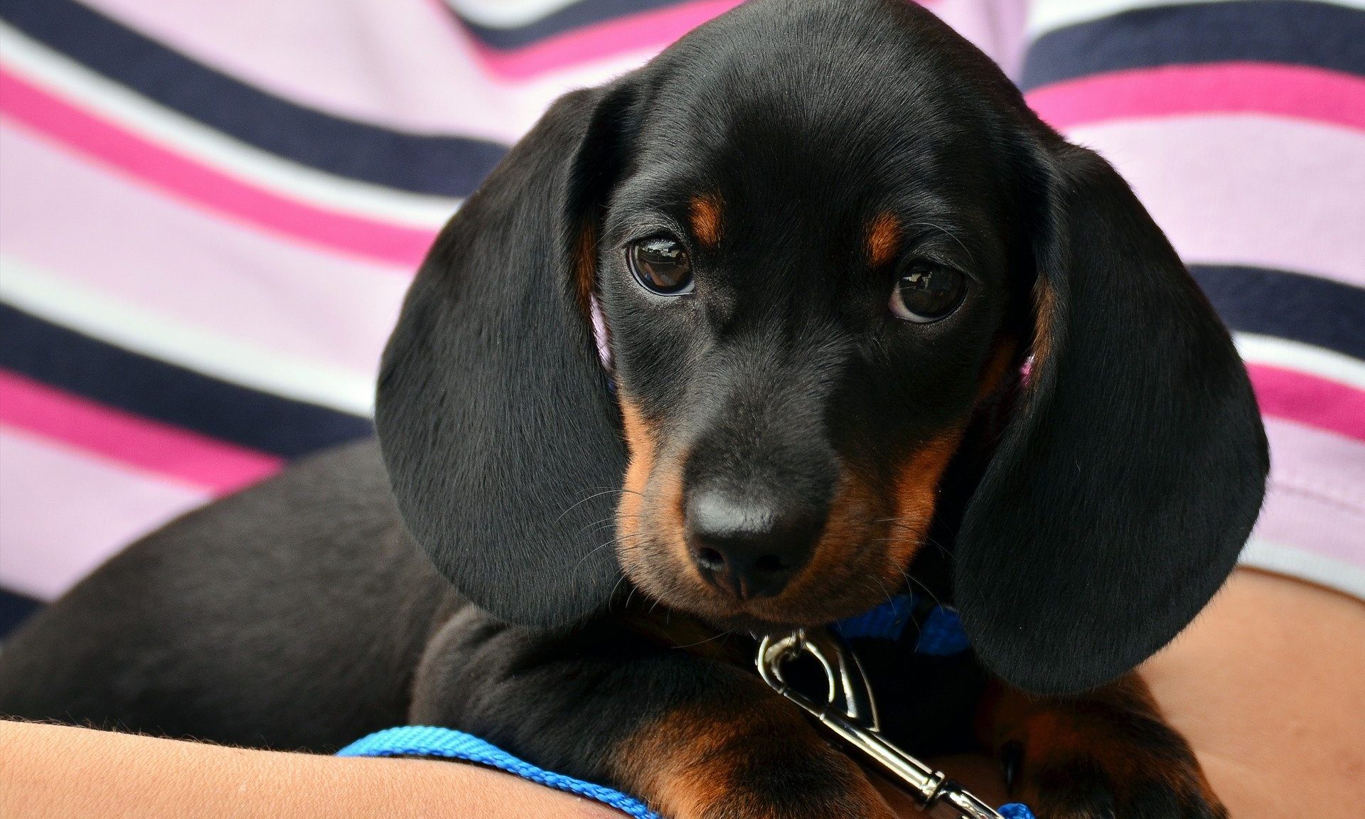 Rogz expands UK presence with new warehouse