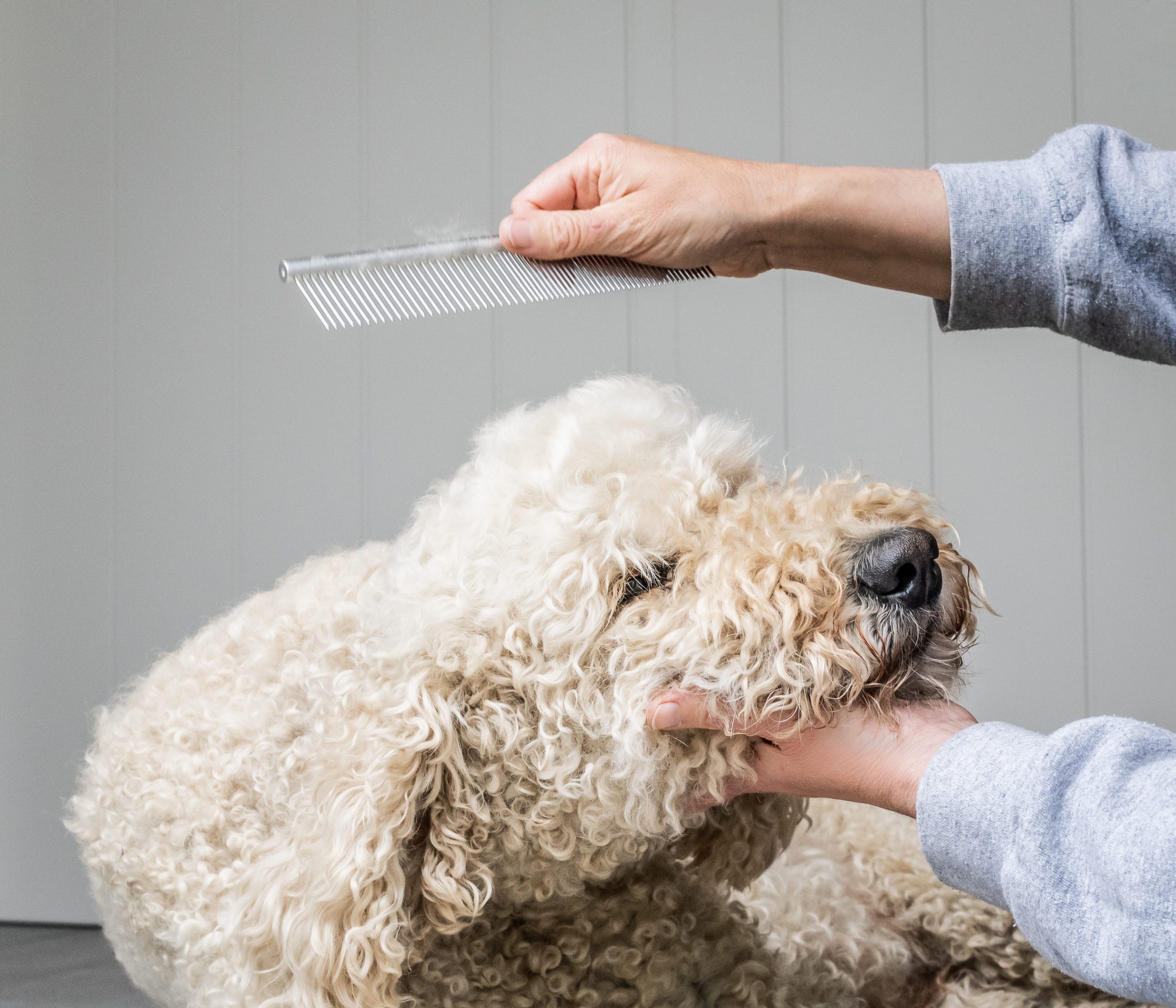 Mikki launches grooming range for Poodle crossbreeds