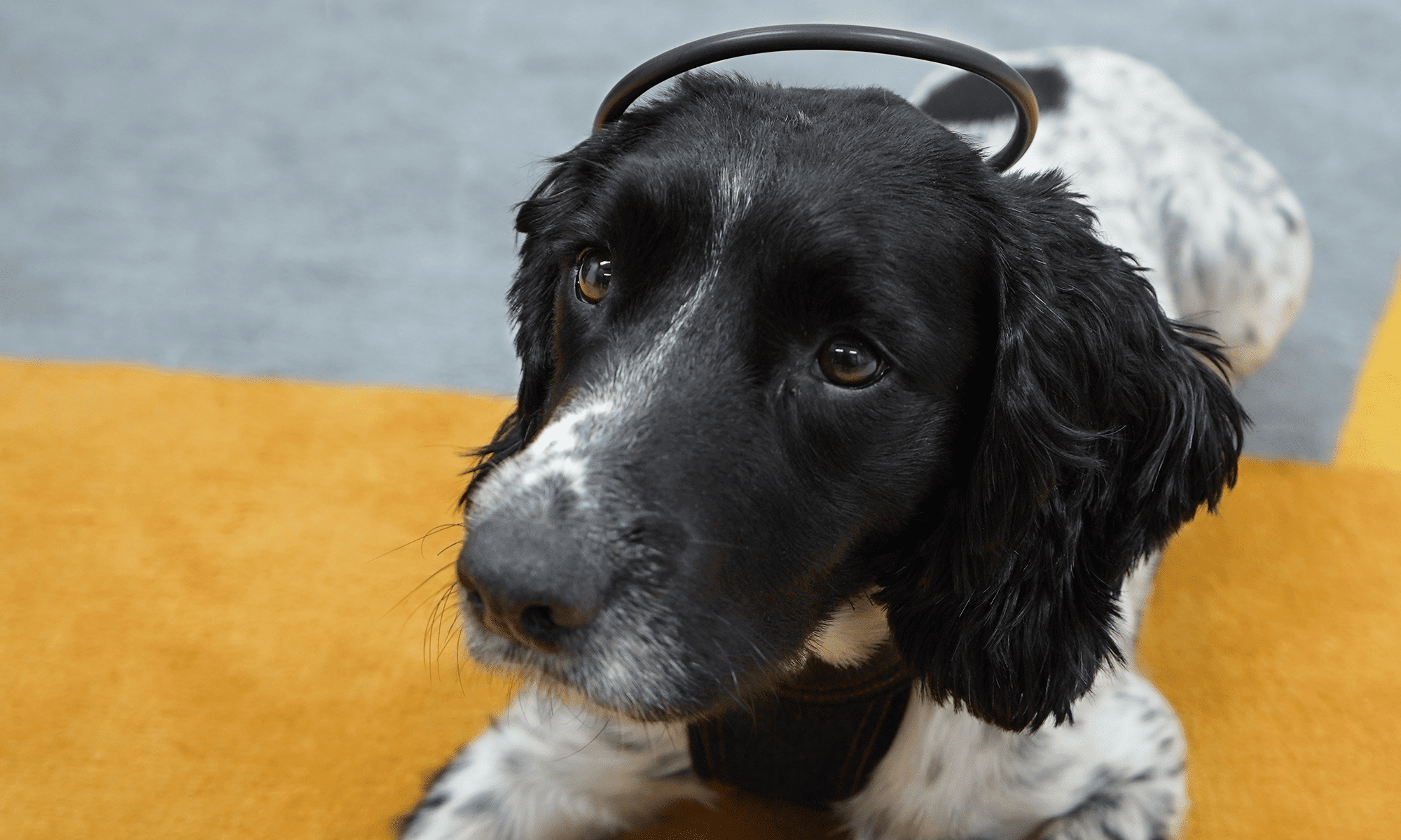Incubate launches new device providing anxiety-relief for dogs