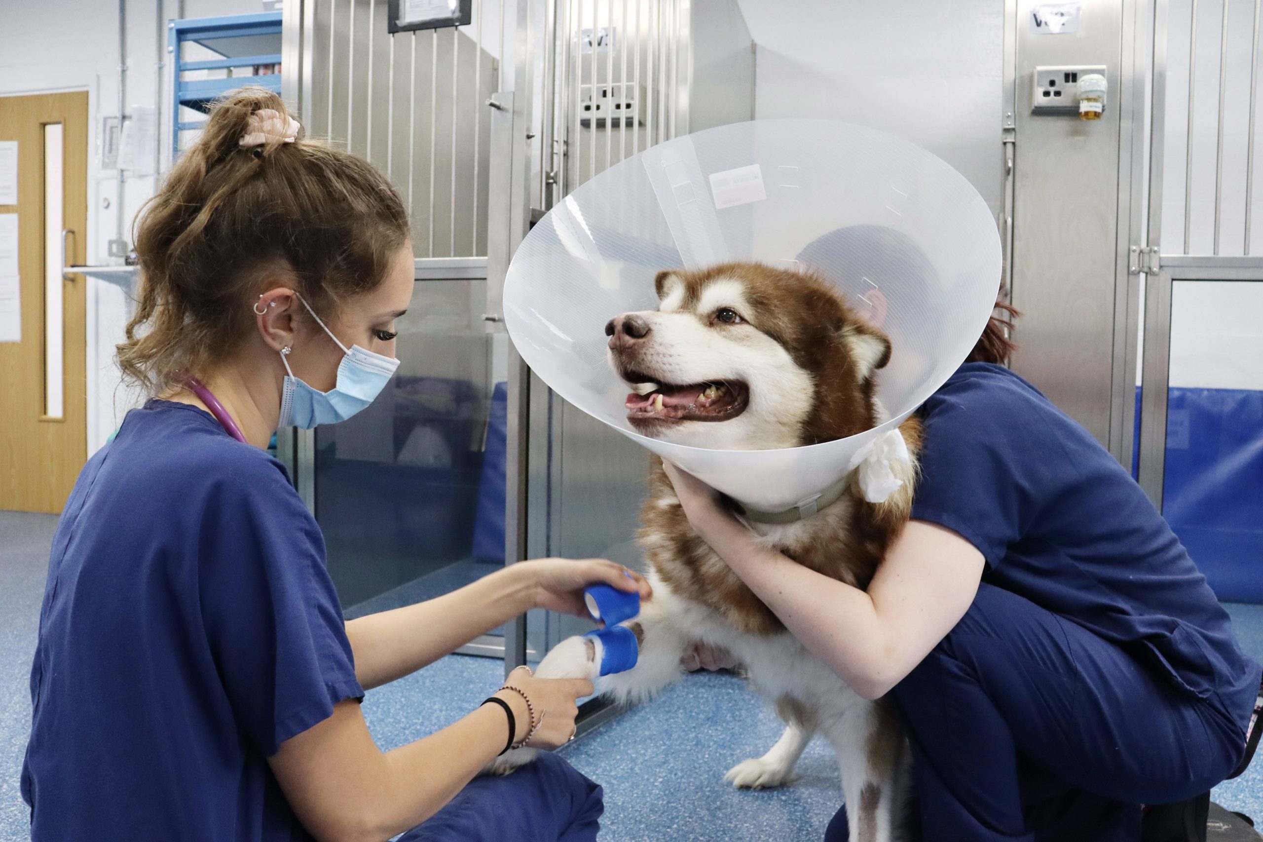 Consumers spending more on animal healthcare products