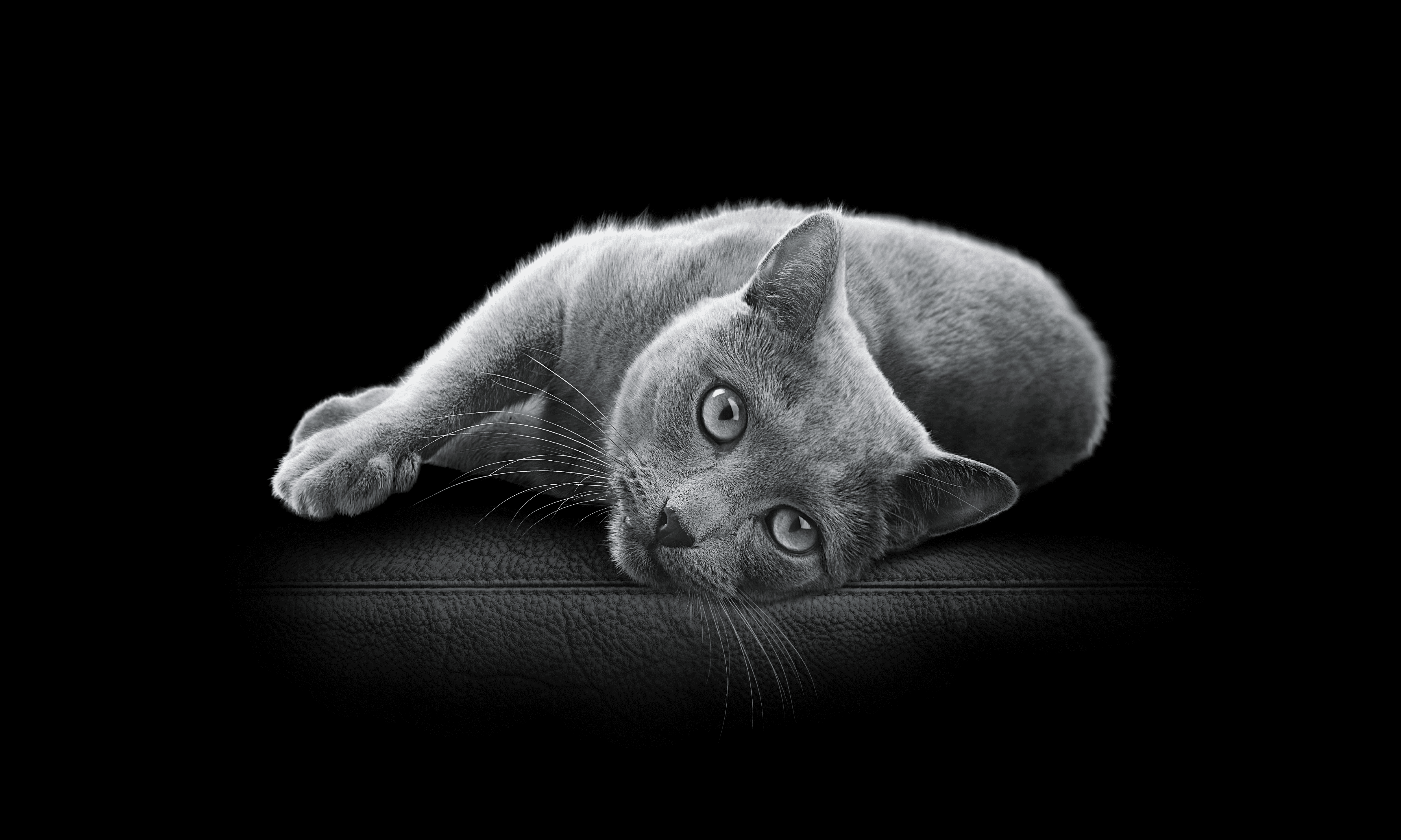 Mars Petcare to deploy new wet pet food packaging format