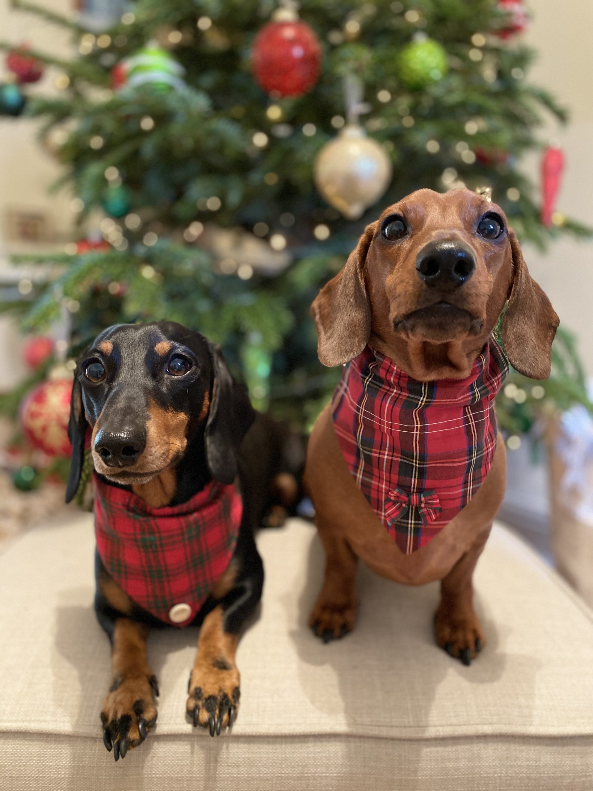 90% of dogs receive Christmas presents, report finds