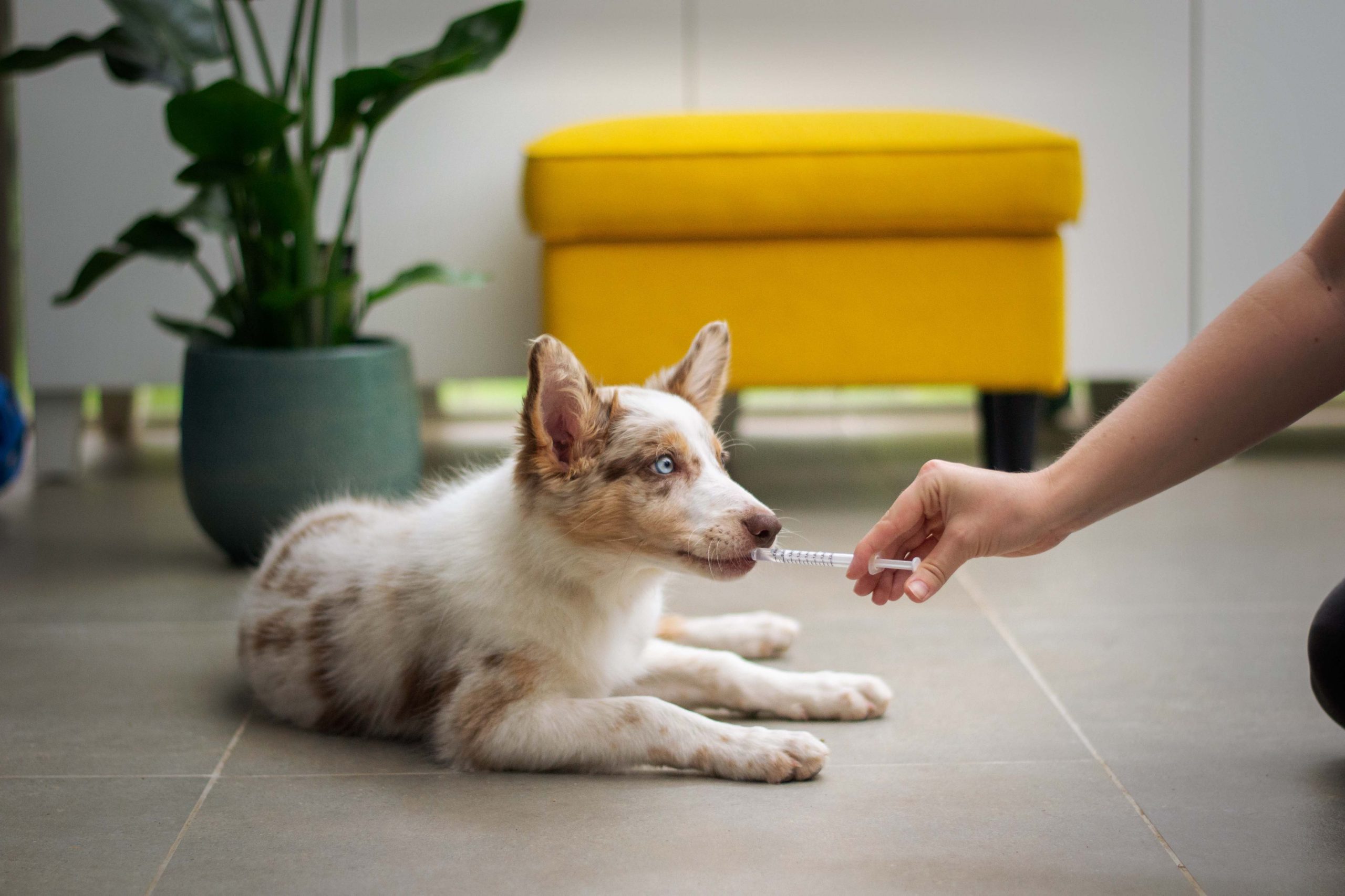 AMTRA reports rising demand for animal medicines