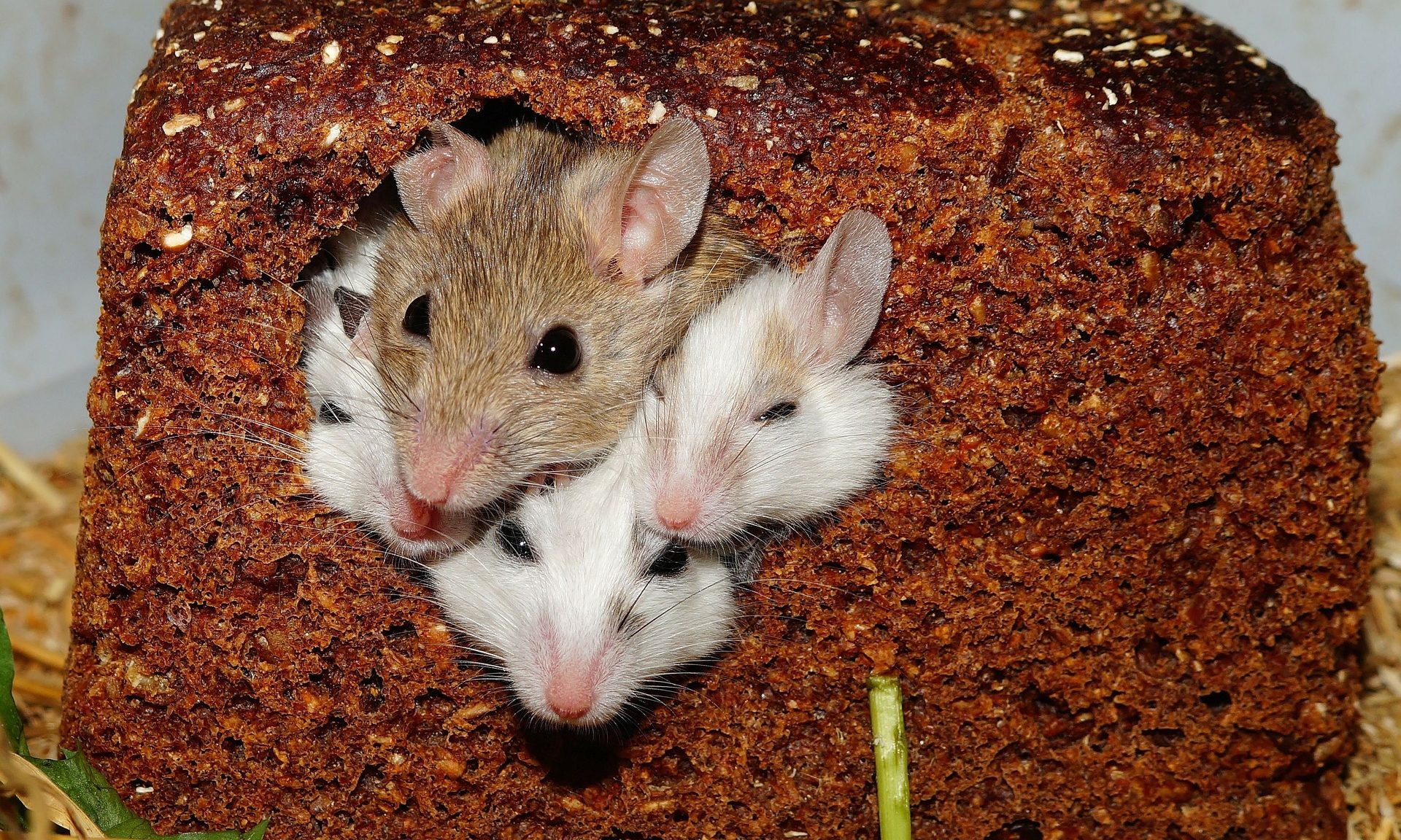 FSA warns of Salmonella outbreak in frozen mice