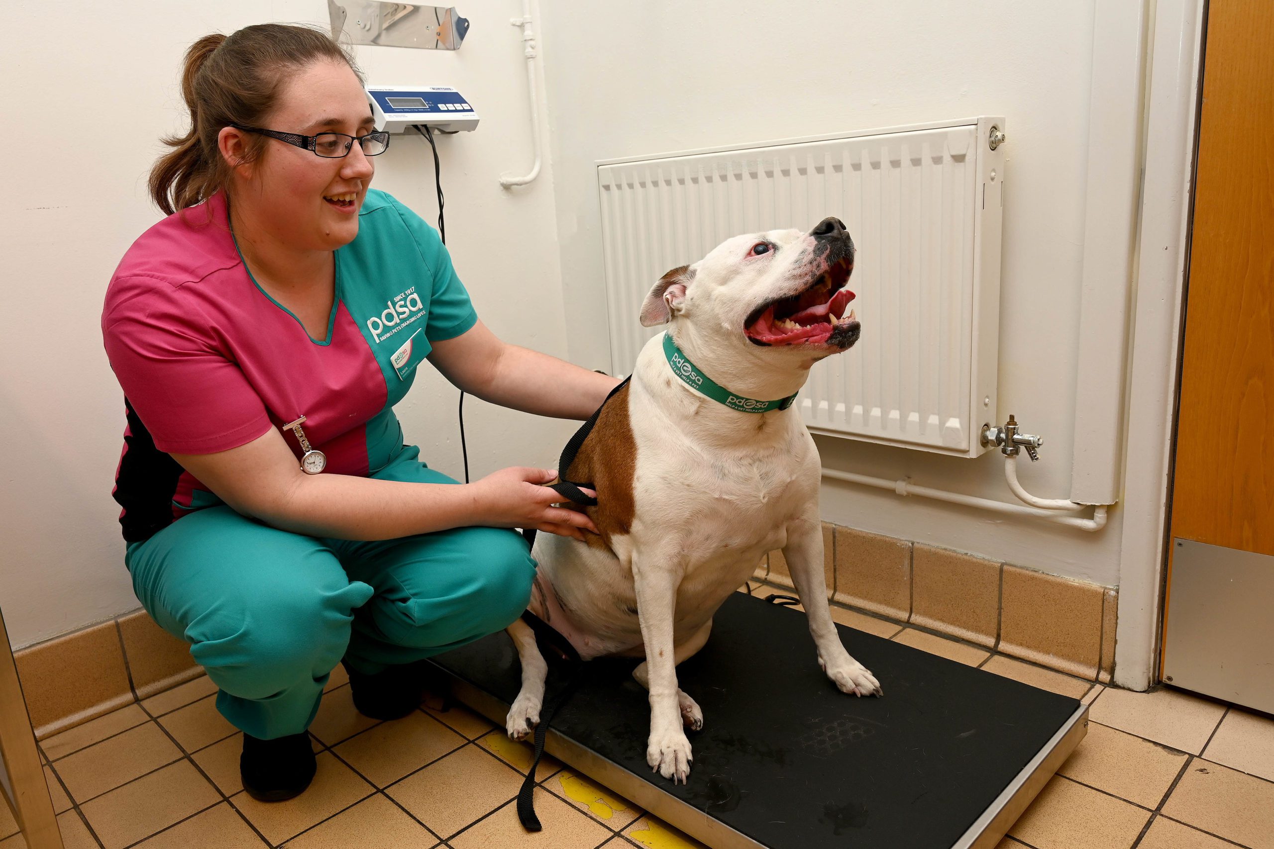 Pet obesity could be ‘ticking time-bomb’, says PDSA