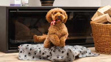 Canine Cottages launches ‘Pawsitively Fresh’ candle