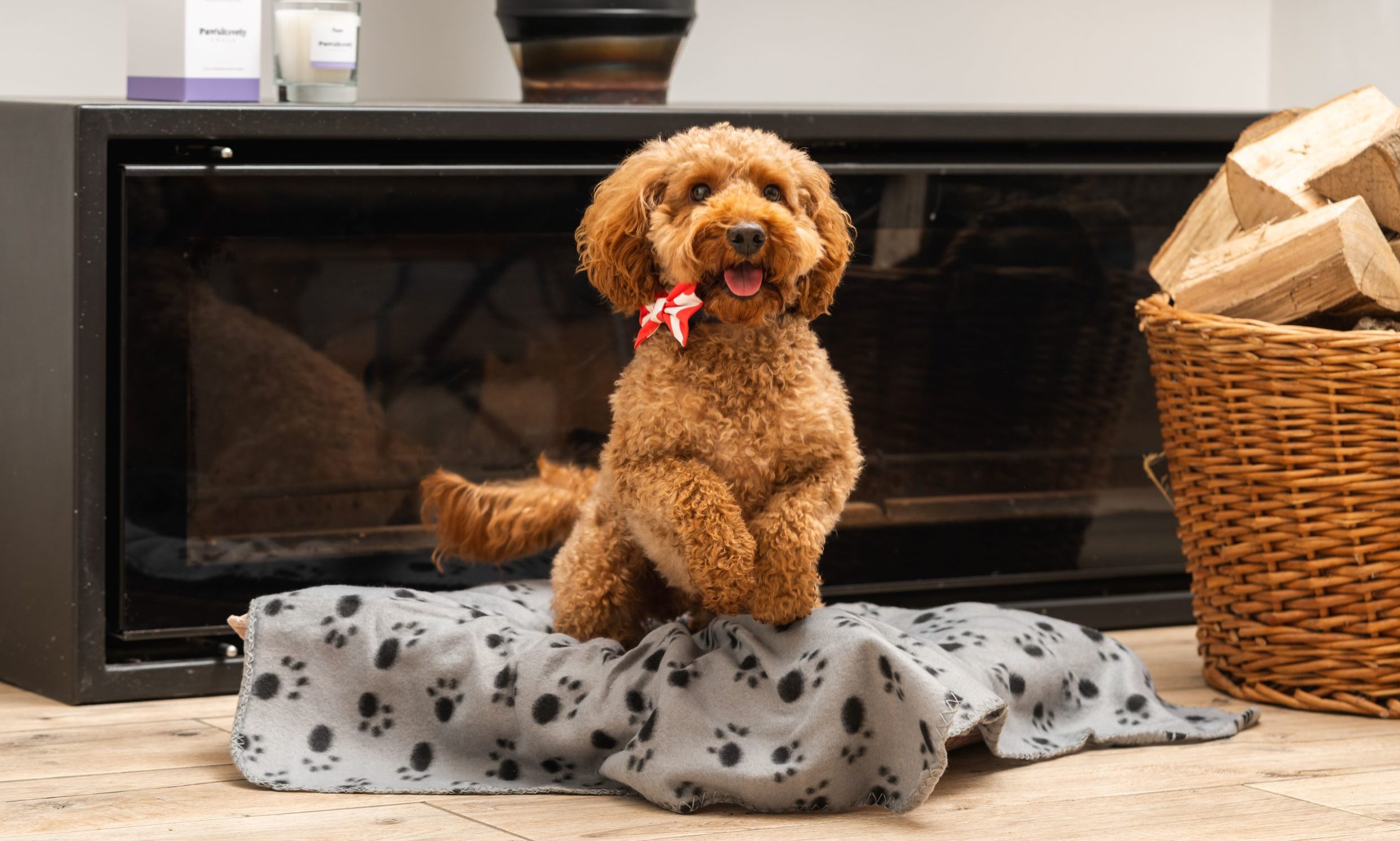 Canine Cottages launches ‘Pawsitively Fresh’ candle