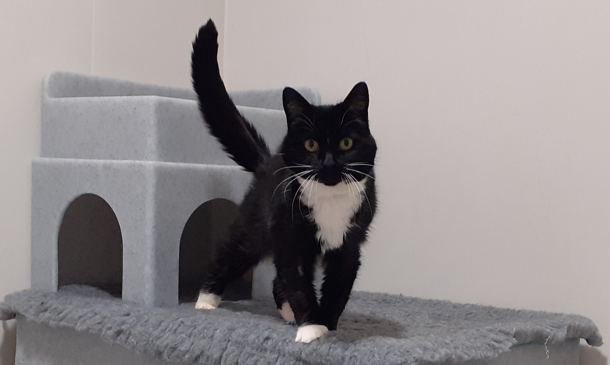 Linnaeus appoints business development director