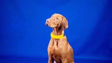 Invoxia to launch Smart Dog Collar this summer