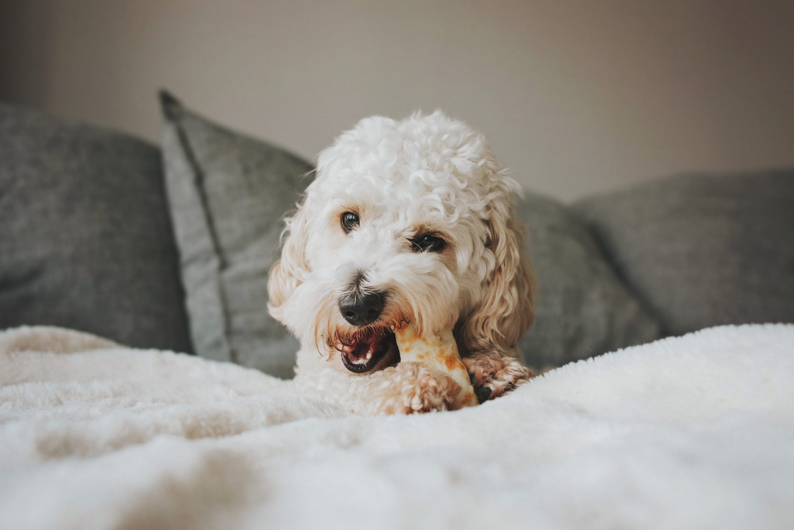 Earth Animal launches new venison treat